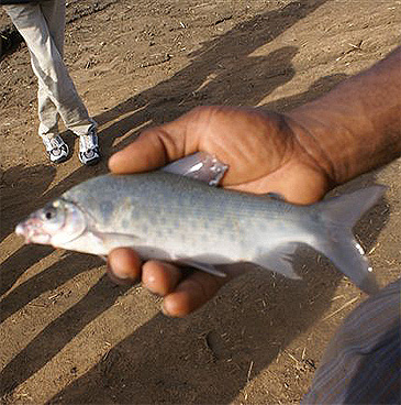 1558_Grass-eater_Distichodus rostratus.jpg 1558_Grass-eater_Distichodus rostratus.jpg